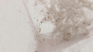 A ceiling showing signs of water damage